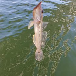 ボートハゼ初体験