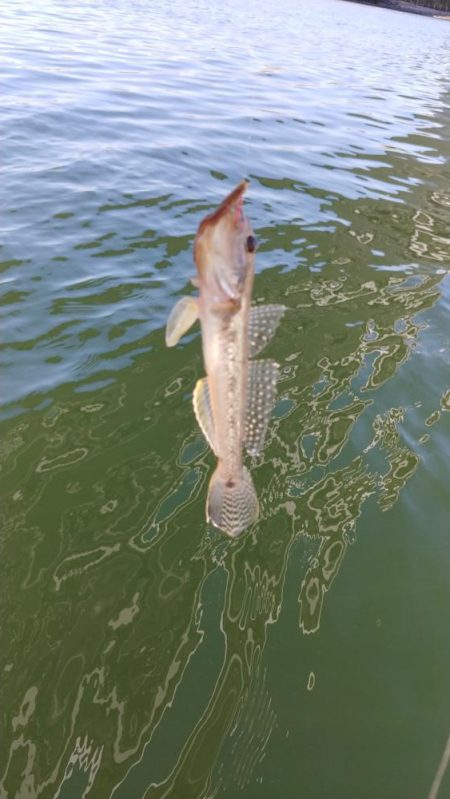 ボートハゼ初体験