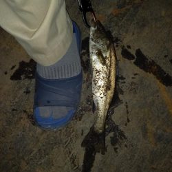 秋のバチ抜け？