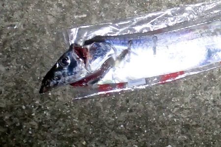 1回のアタリを仕留めた!