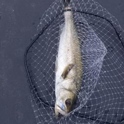久しぶりの朝マヅメ釣行