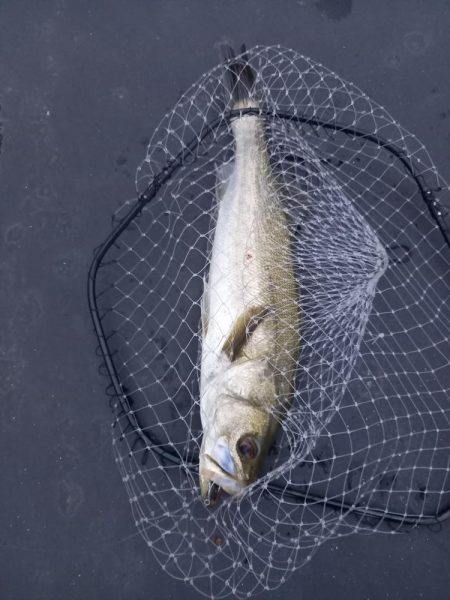 久しぶりの朝マヅメ釣行