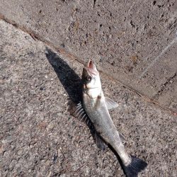 ようやく土曜日以外にルアーで釣れました