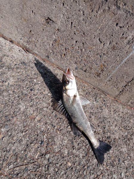 ようやく土曜日以外にルアーで釣れました