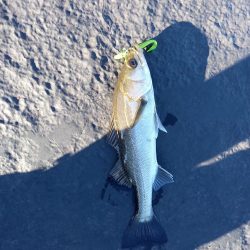 朝マヅメにまさかのサバ