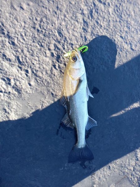 朝マヅメにまさかのサバ