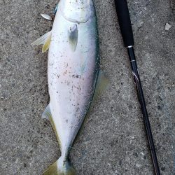 何とか１つでした。カタクチイワシはいます。