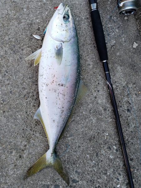 何とか１つでした。カタクチイワシはいます。…