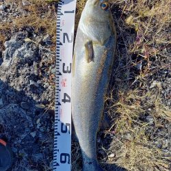 最後の秋爆かも