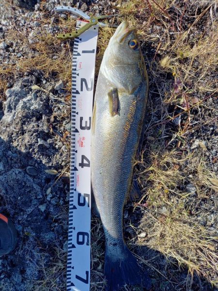 最後の秋爆かも