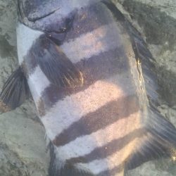 石鯛(中型)(小型)