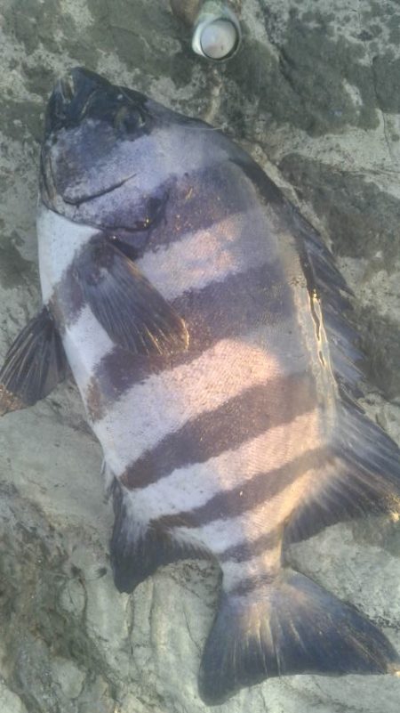 石鯛(中型)(小型)