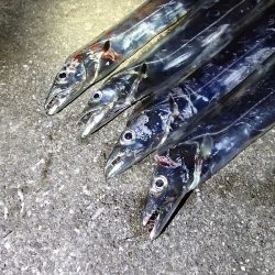 2年ぶりのタチウオ