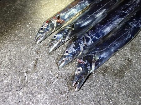 2年ぶりのタチウオ