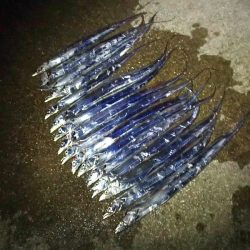 タチウオ ツ抜け