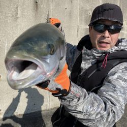 またしても、飲ませで鰤