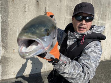 またしても、飲ませで鰤