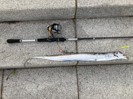 ⭐︎久しぶりのタチウオ！