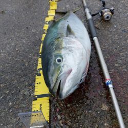 プチsalt water game