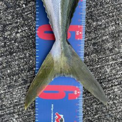 ショアジギング