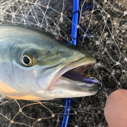 サワラにメジロも