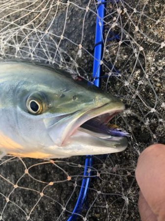 サワラにメジロも