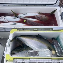 コノシロの泳がせ釣り第2回目