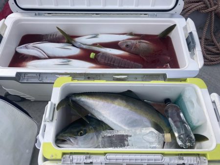 コノシロの泳がせ釣り第2回目