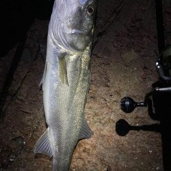 シーバスボイル打ち