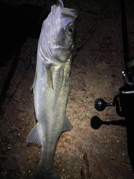 シーバスボイル打ち