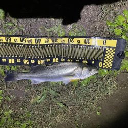 昨日のdayに続きnight釣行