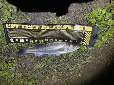 昨日のdayに続きnight釣行