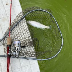 釣れない日に当たった。