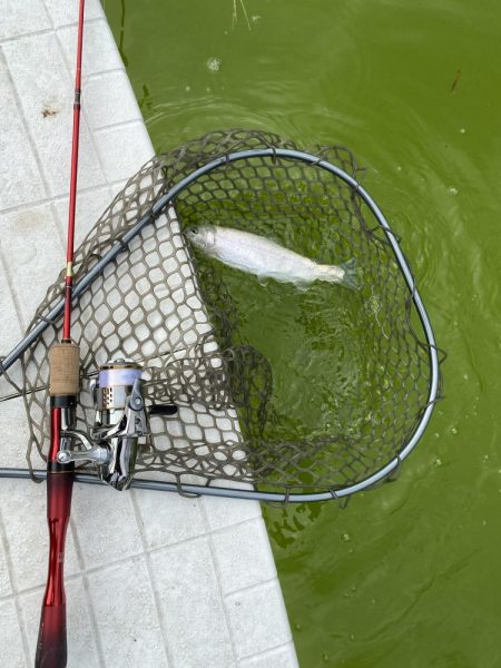 釣れない日に当たった。