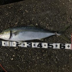 ルアーでメジロ