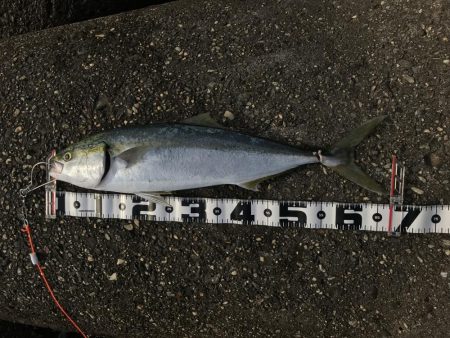 ルアーでメジロ