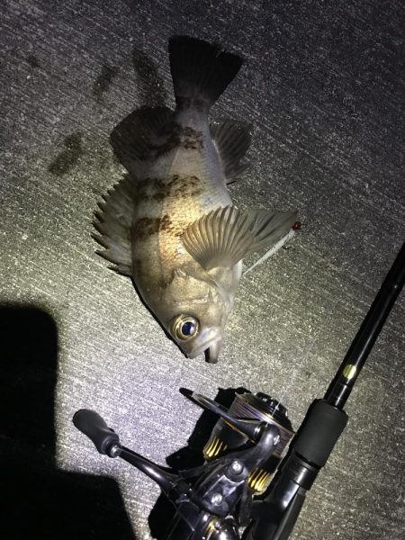 そろそろかしら