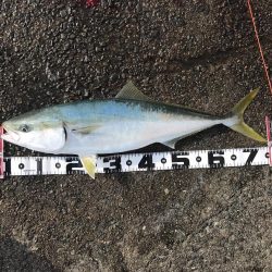 飲ませでメジロ