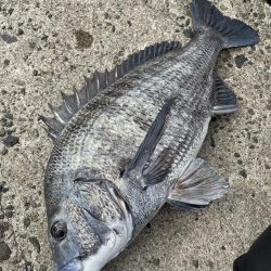 テトラ落とし込み