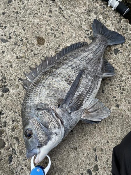 テトラ落とし込み