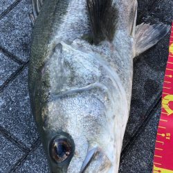 思ったより風の無い南港