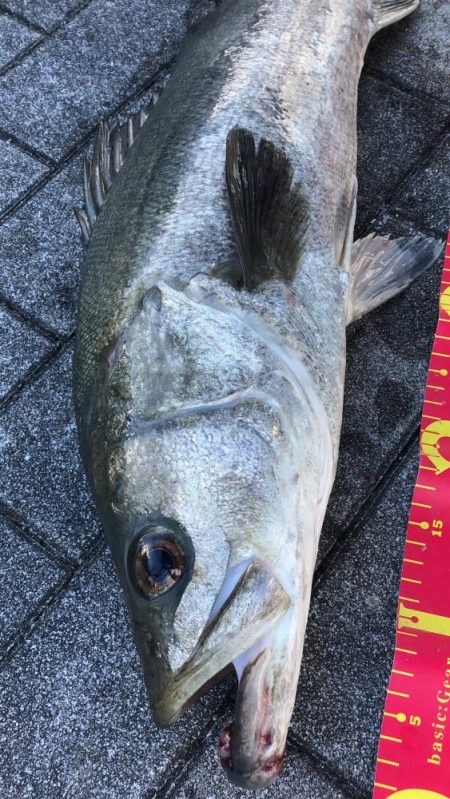 思ったより風の無い南港