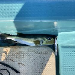 鳴門沖でサワラ