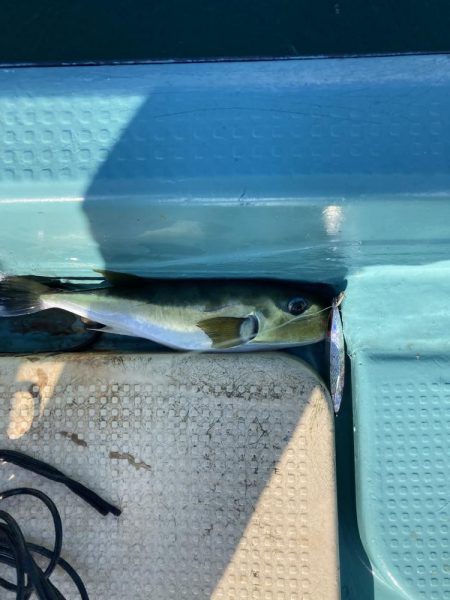 鳴門沖でサワラ