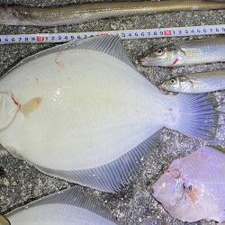 カレイと五目釣り