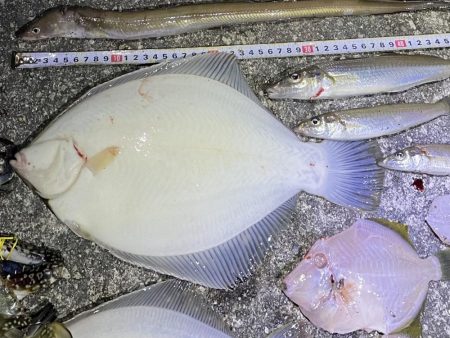 カレイと五目釣り