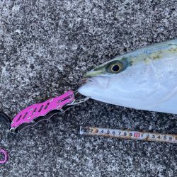 横から飛んできたー!