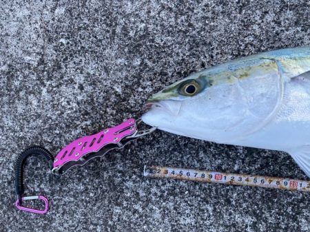 横から飛んできたー!