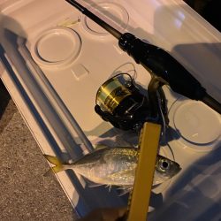 渋いながらも鱗付け