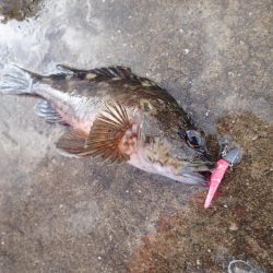 またまたライトワインド!